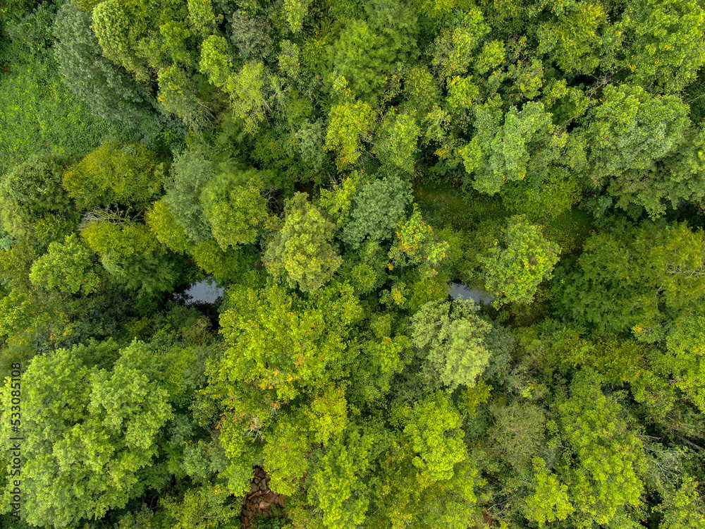 Forest, straight down/overhead view. 