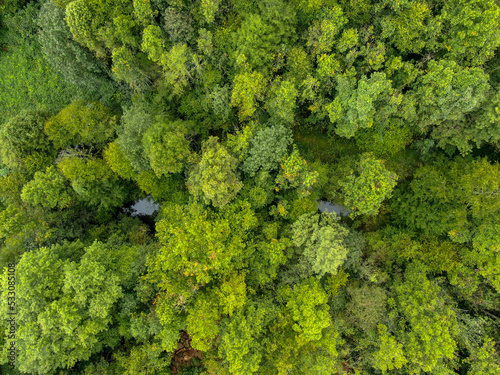 Fototapeta Naklejka Na Ścianę i Meble -  Forest, straight down/overhead view. 