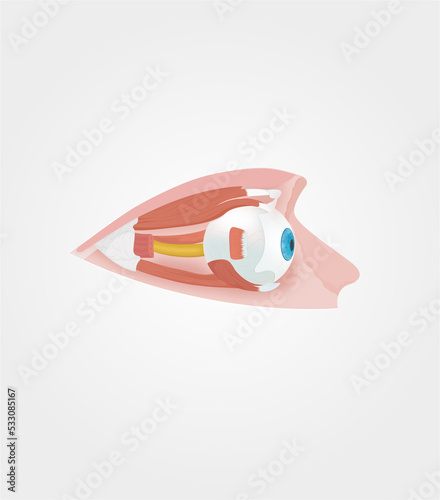 Extraocular muscles of the human eye