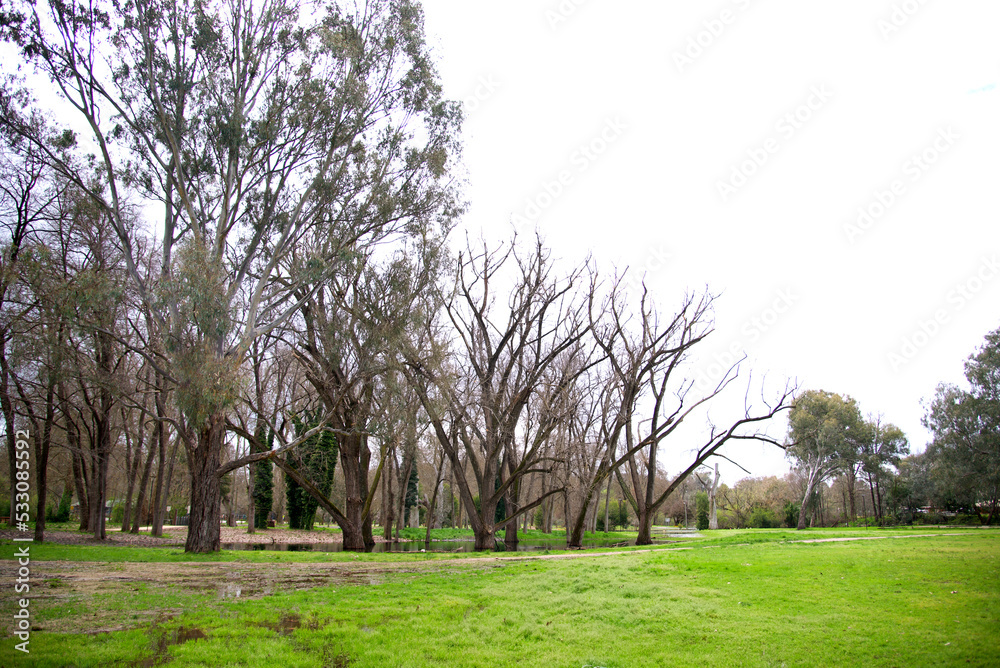 Obraz premium Leafless tree in Oddies creek park open space area,Albury. NSW.