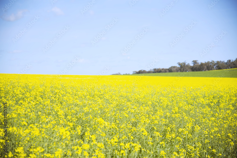 Canola boom yellow fields in Walla walla ,New South Wales, Australia.
Canola boom yellow fields in Walla walla ,New South Wales, Australia.