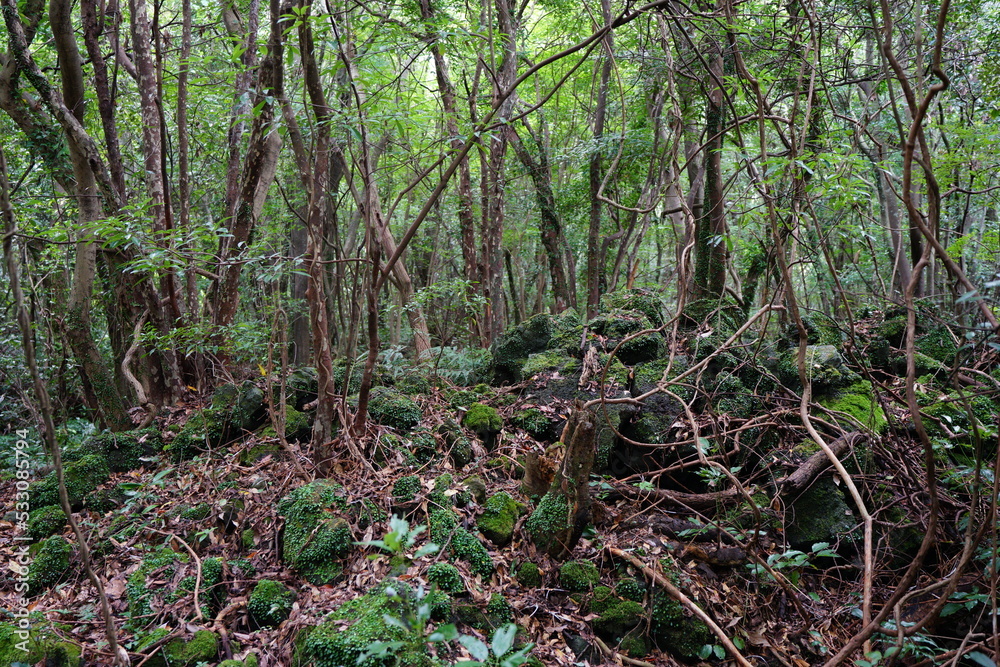 mossy rocks and vines in deep forest