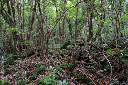 mossy rocks and vines in deep forest