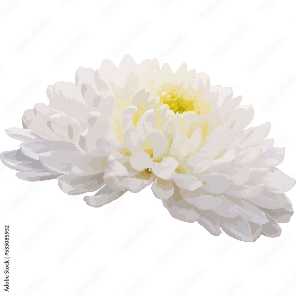 Obraz premium white dahlia flower
