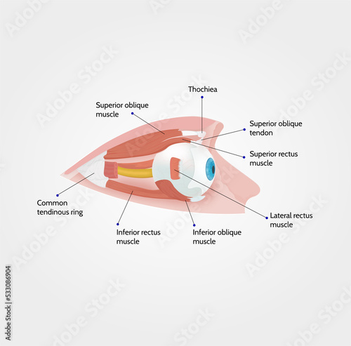 Extraocular muscles of human eye with muscular anatomy 