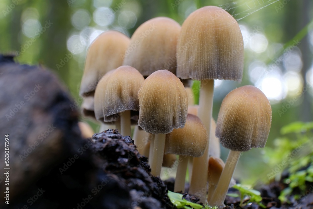 Foto de Group of Coprinellus micaceus mushroom names mica cap