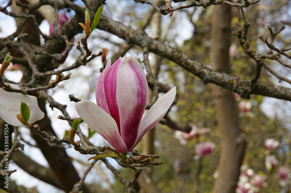 Fototapeta premium Close-up of beautiful pink magnolia flowers growing in botanical gardens in Christchurch New Zealand