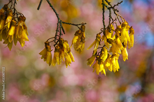 Close-up of native yellow Kowhai flowers, Sophora Microphylla