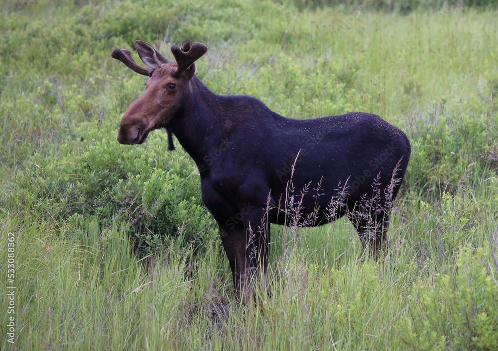 Elch / Moose / Alces alces Elch / Moose / Alces alces