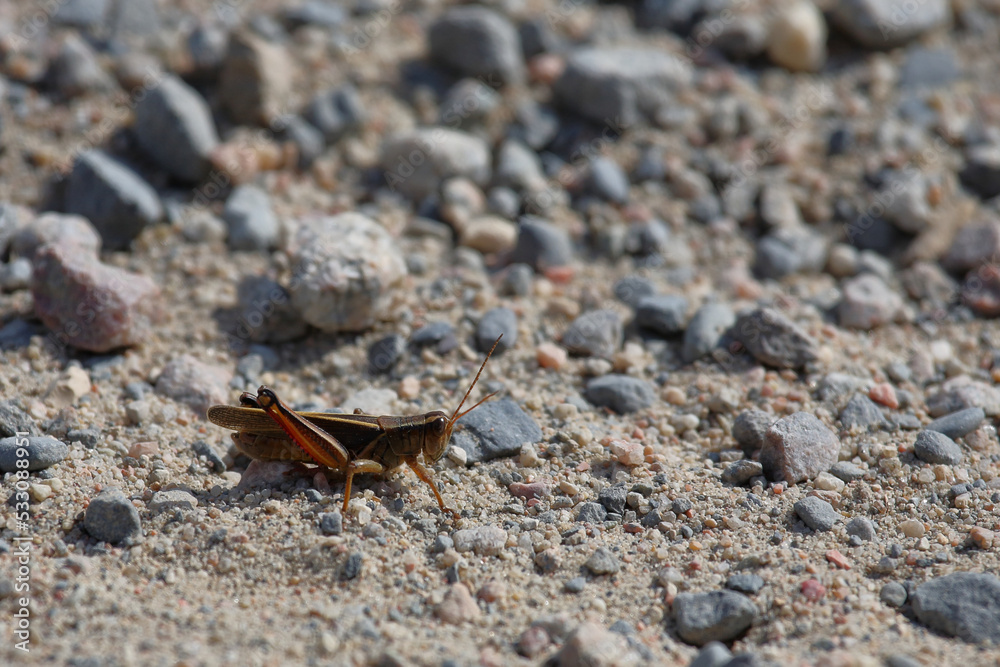 Feldheuschrecke / Acrididae or Grasshopper / Acrididae Feldheuschrecke / Acrididae or Grasshopper / Acrididae