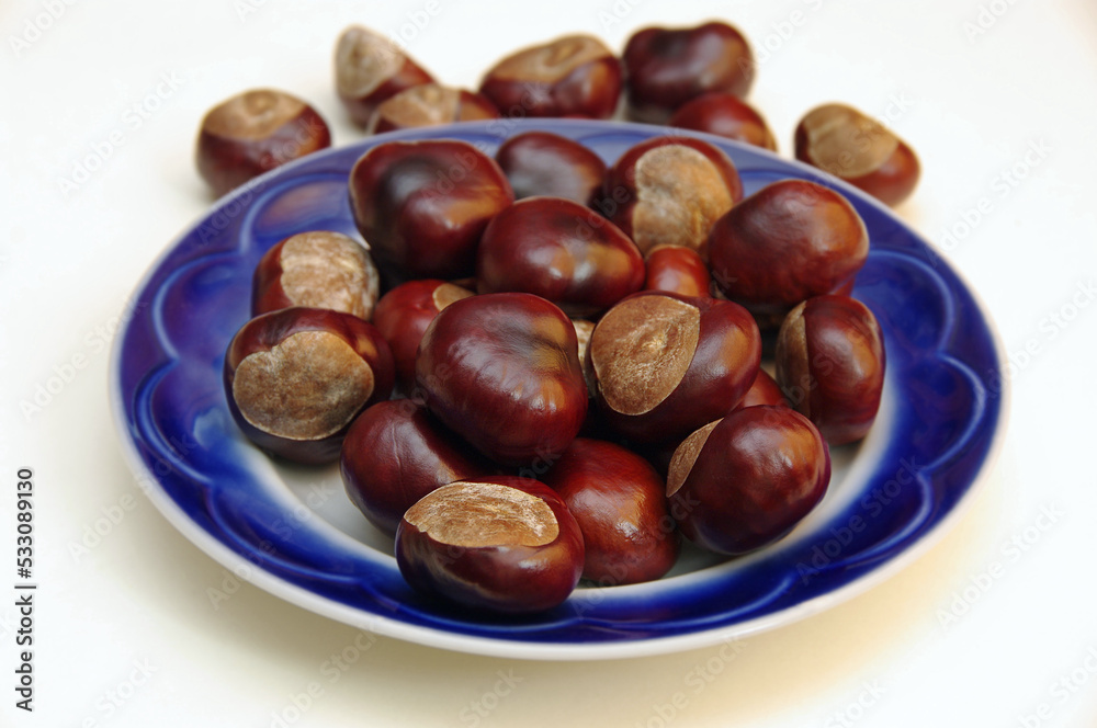 Close-up chestnuts in a blue plate on a white background. Horse chestnut fruit. Selective focus. Close-up chestnuts in a blue plate on a white background. Horse chestnut fruit. Selective focus.