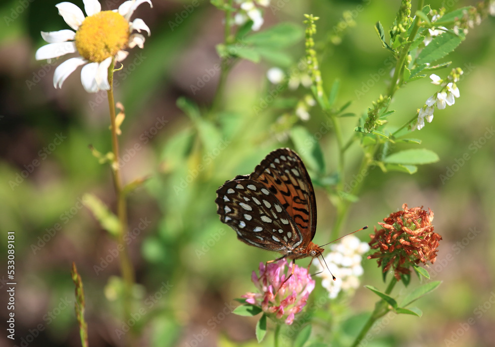 Atlantis Perlmuttfalter / Atlantis fritillary / Speyeria atlantis Atlantis Perlmuttfalter / Atlantis fritillary / Speyeria atlantis