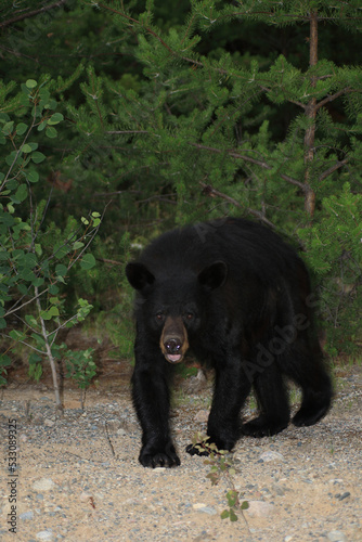 Angreifender Schwarzbär / Charging Black bear / Ursus americanus