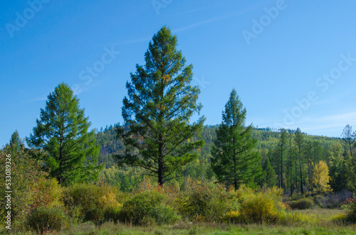 Tall larches in the middle of the bushes. Beautiful autumn landscape.