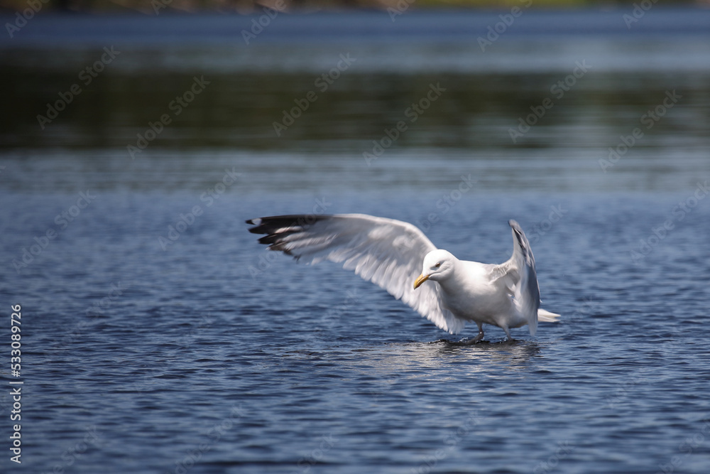 Naklejka premium Kanadamöwe oder Amerikanische Silbermöwe / American herring gull or Smithsonian gull / Larus smithsonianus.