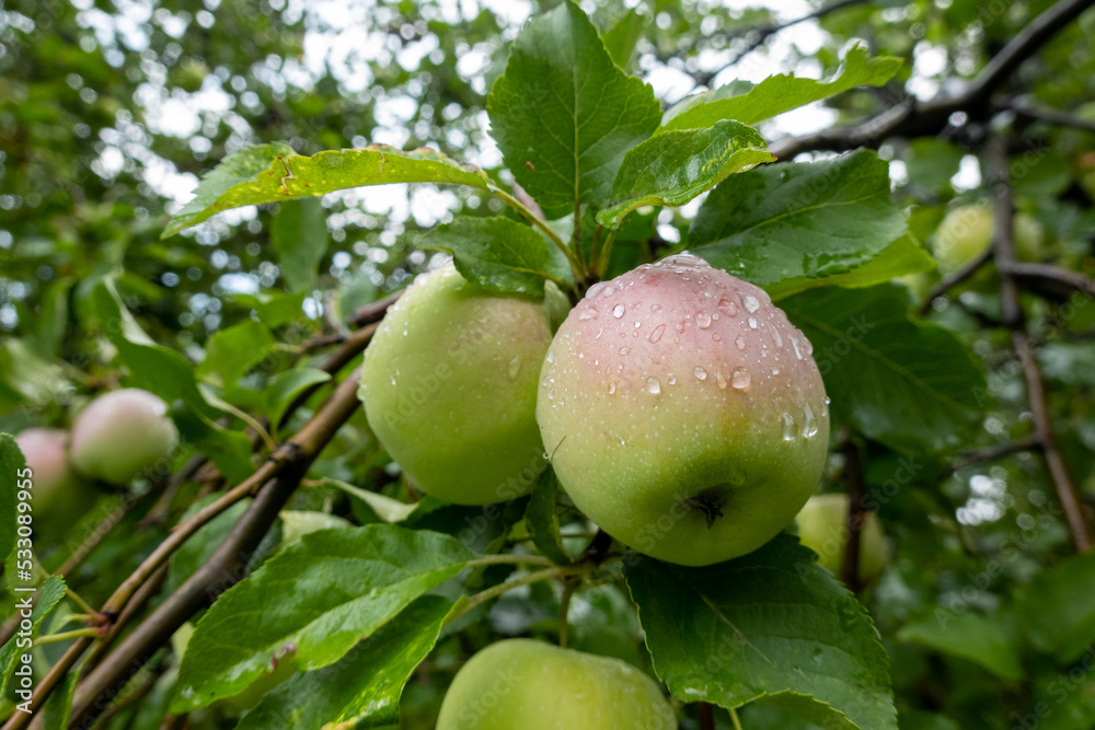 green ripe apple growing on branch of tree in the garden, autumn harvest time, tree watering, rain drops, dew on fruit 