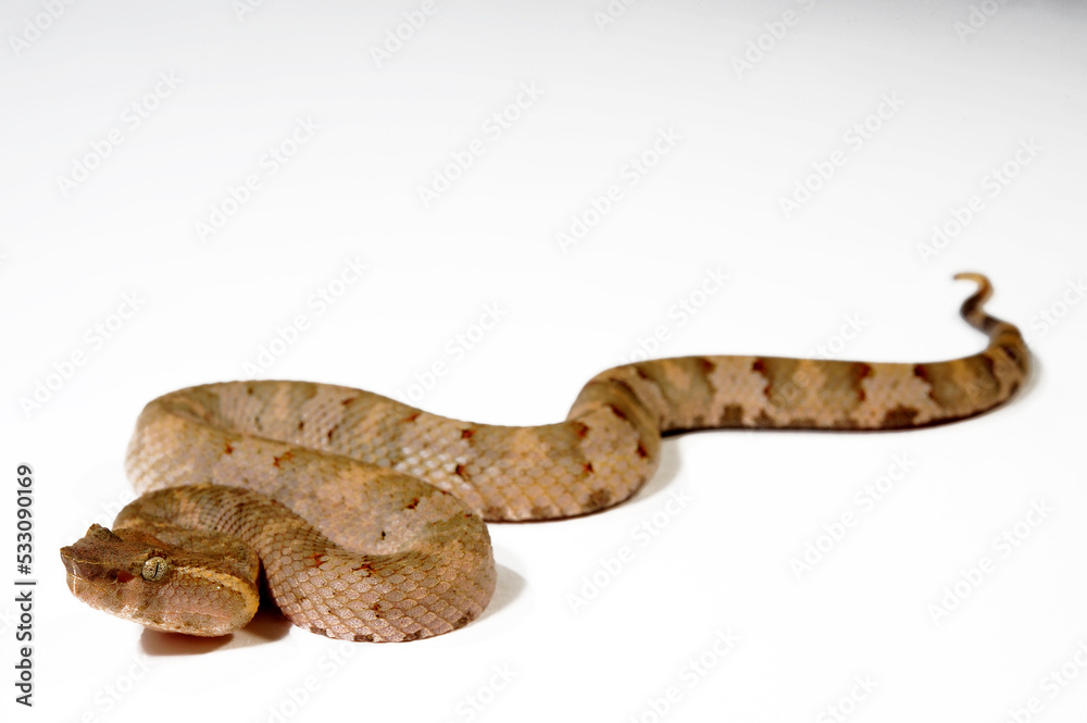 Flat-nosed pitviper // Braune Bambusotter (Craspedocephalus puniceus) Flat-nosed pitviper // Braune Bambusotter (Craspedocephalus puniceus)