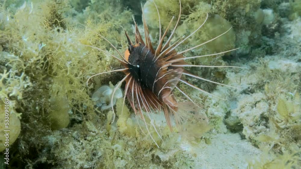 Radial Firefish or Red sea lionfish (Pterois radiata, Pterois cincta) swims above seabed covered with algae. Close-up, . 4K-60fps Radial Firefish or Red sea lionfish (Pterois radiata, Pterois cincta) swims above seabed covered with algae. Close-up, . 4K-60fps