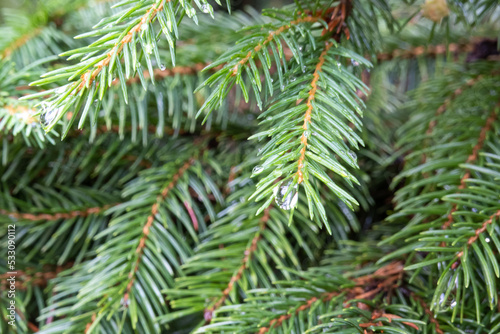 wet after rain  watering  green fir branch  conifer tree  spruces  christmas tree in the garden  texture