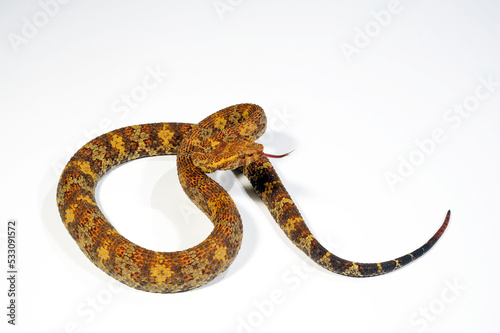 Flat-nosed pitviper // Braune Bambusotter (Craspedocephalus puniceus)