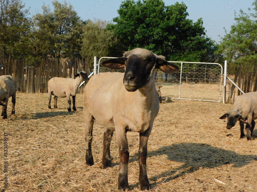 Hampshire Down Ewe Sheep with new born lambs by the barn, standing on dull dried out grass on a warm winter's morning Hampshire Down Ewe Sheep with new born lambs by the barn, standing on dull dried out grass on a warm winter's morning