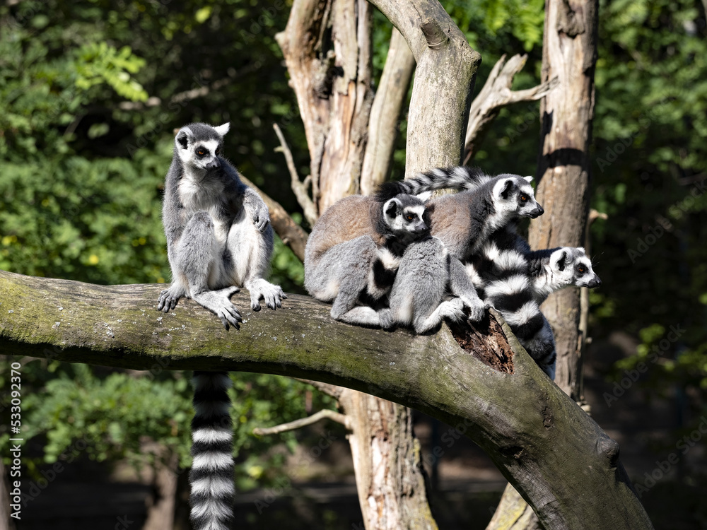 A family of Ring-tailed Lemurs, Lemur catta, sits on a trunk basking in the early morning sun.