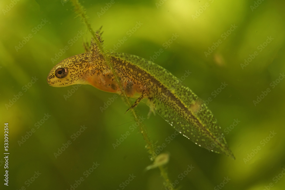 Closeup on an aquatic larvae with gills of the Carpathian newt, Lissotriton montandoni Closeup on an aquatic larvae with gills of the Carpathian newt, Lissotriton montandoni