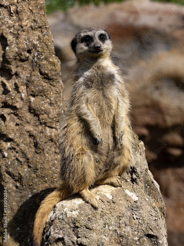 A meerkat, Suricata suricatta, sits atop a termite mound on guard. A meerkat, Suricata suricatta, sits atop a termite mound on guard.