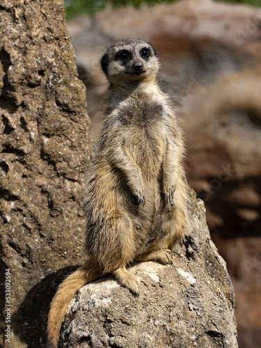 A meerkat, Suricata suricatta, sits atop a termite mound on guard.