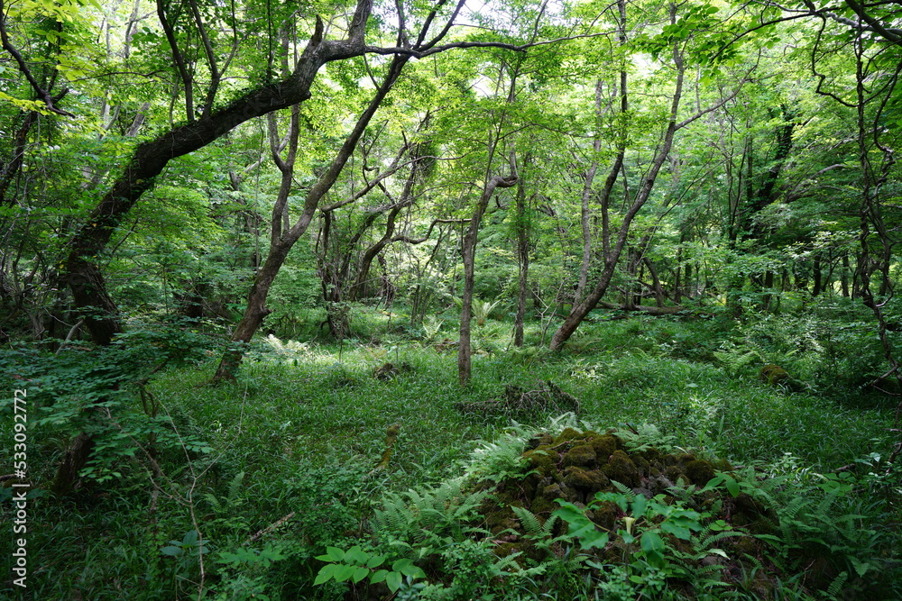 thick wild forest in springtime