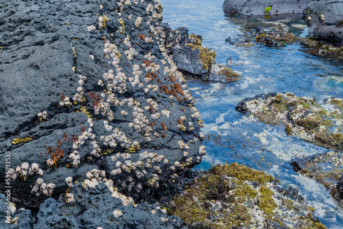 Colony of barnacles on formation of volcanic rock on seaside shoreline.
