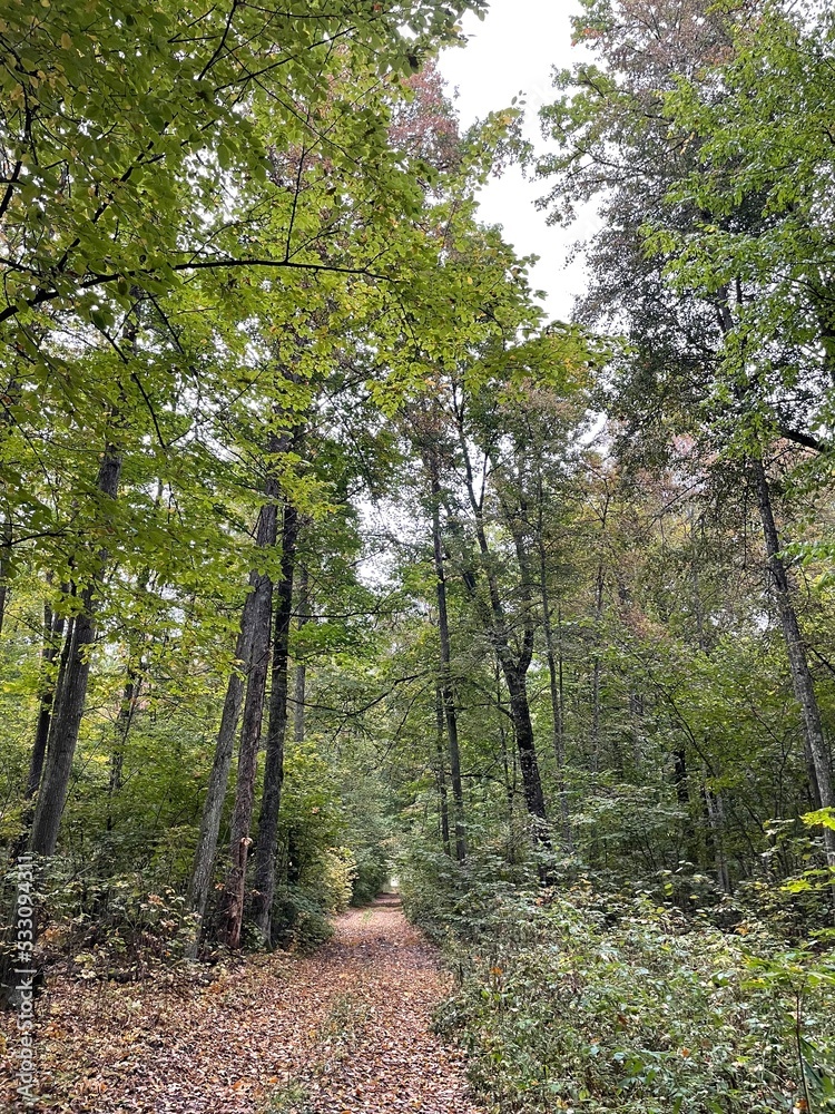Obraz premium path in the forest