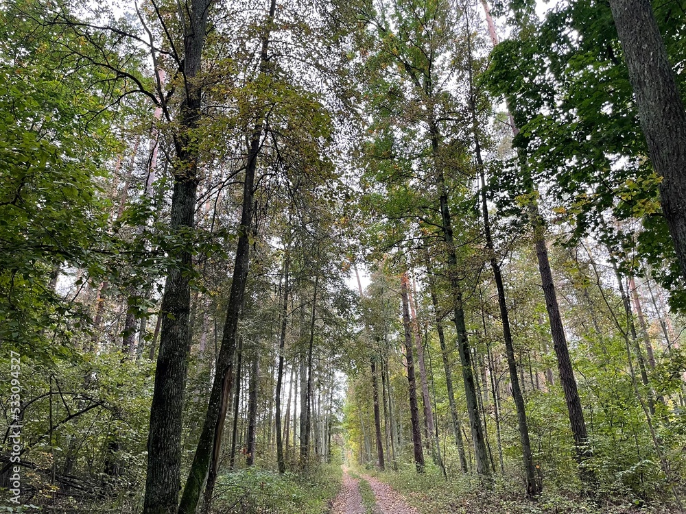 trees in the forest