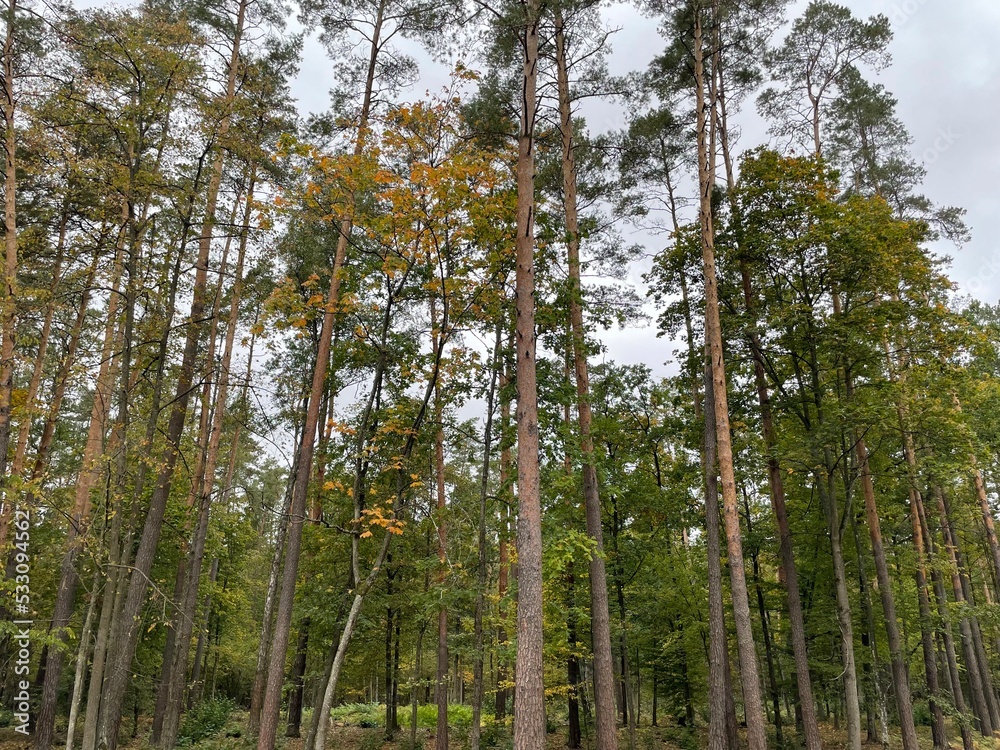 Fototapeta premium trees in the woods