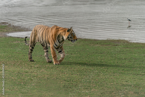 Tiger  Bengal Tiger  Panthera tigris Tigris   walking near a lake in Ranthambore National Park in India.                                                              