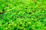 初夏の烏川渓谷緑地の苔
