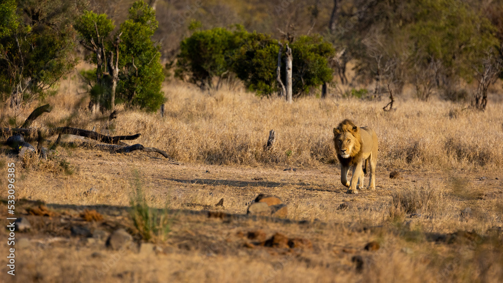 Male lion walking during the golden hour