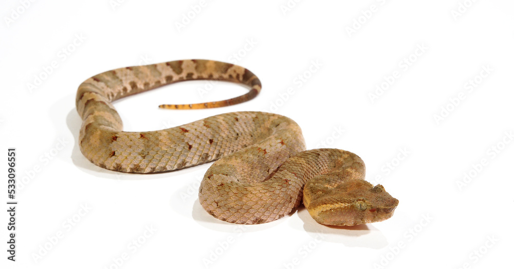 Obraz premium Flat-nosed pitviper // Braune Bambusotter (Craspedocephalus puniceus)