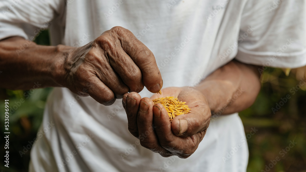 Hand holding on seed ,Seeding,Seedling,Agriculture. rice seed Hand holding on seed ,Seeding,Seedling,Agriculture. rice seed