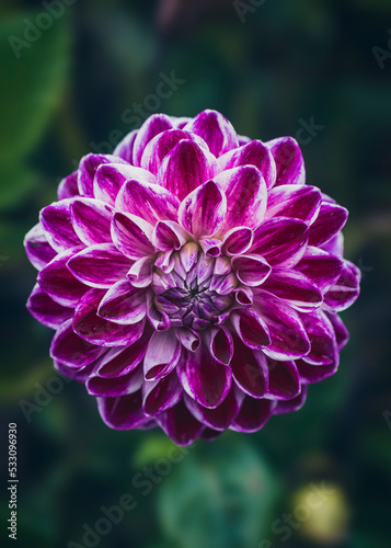 A decorative dahlia called Seeperle by Haslhofer in pink photo