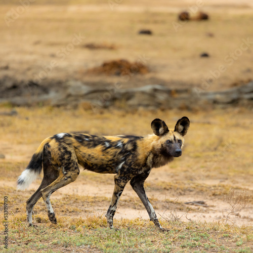 Slika na platnu An African wild dog in the wild