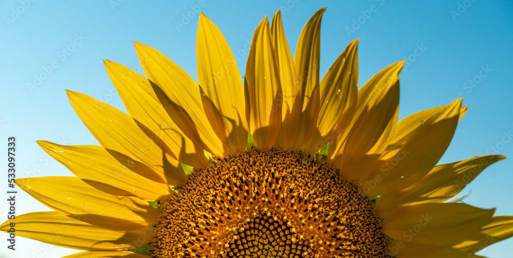 Naklejka premium Half of a sunflower flower against a blue sky. The sun shines through the yellow petals. Agricultural cultivation of sunflower for cooking oil.
