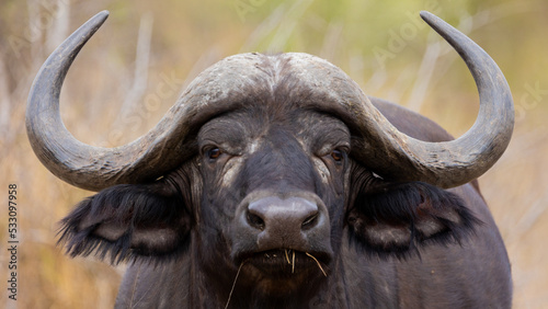 Big cape buffalo close up