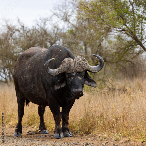 Big bull Buffalo with oxpeckers