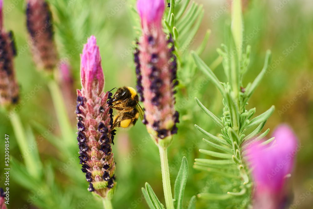 Bee pollinating Lavandula stoechas L.