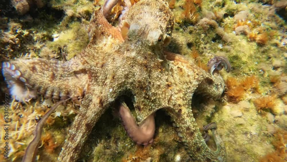 Underwater slow motion video of octopus swimming in tropical exotic bay with emerald crystal clear sea Underwater slow motion video of octopus swimming in tropical exotic bay with emerald crystal clear sea