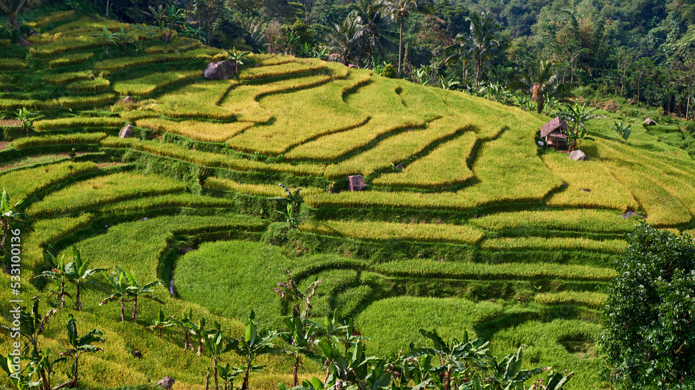 Beautiful rice fields, Bogor, West Java, Indonesia
