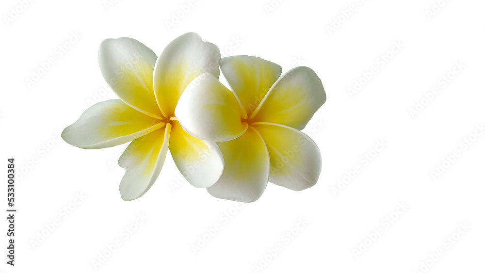 frangipani flower isolated frangipani flower isolated