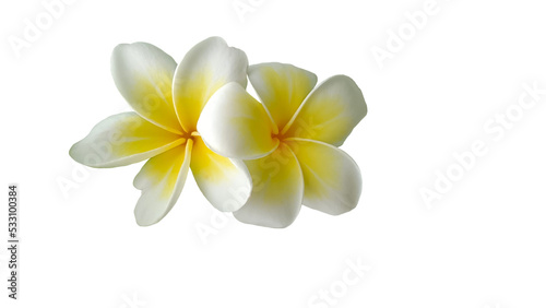 frangipani flower isolated