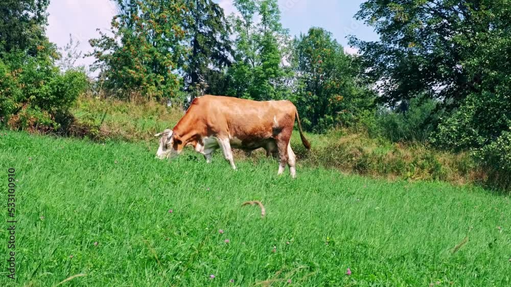 Red Milk Cow Eating Grass on Hillside Pasture Red Milk Cow Eating Grass on Hillside Pasture